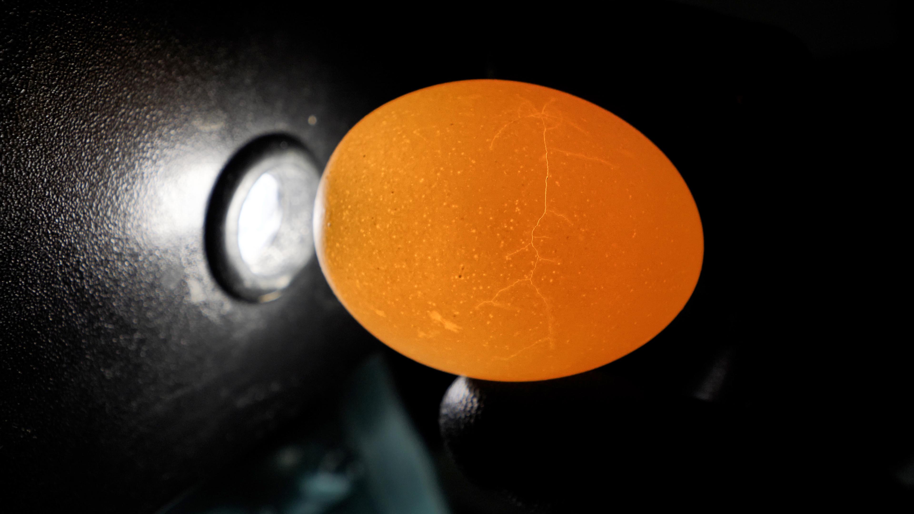 An example of the visual inspection process of eggs known as "candling"