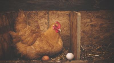 Hens' eggs are an important part of a healthy diet