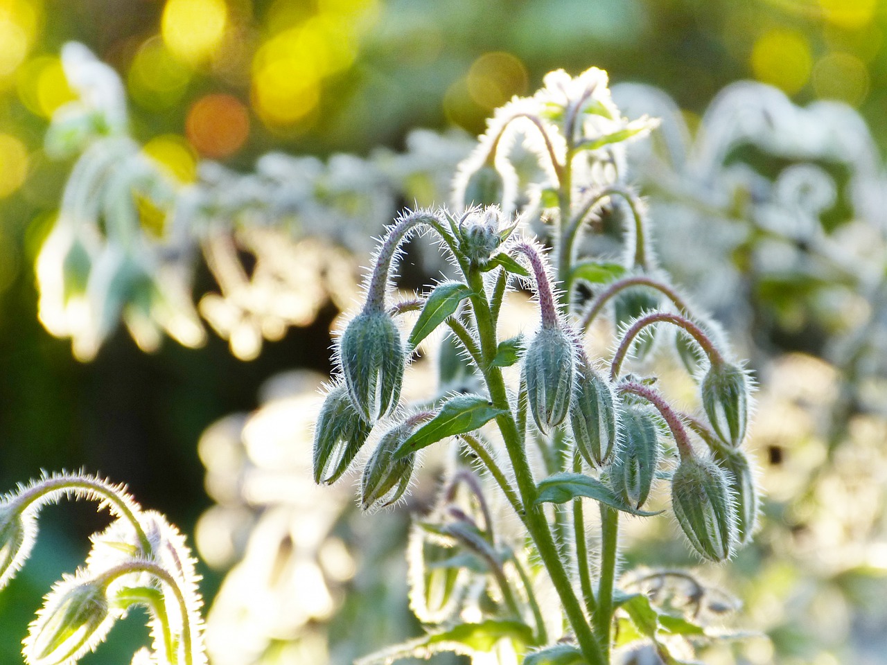 Borage flower