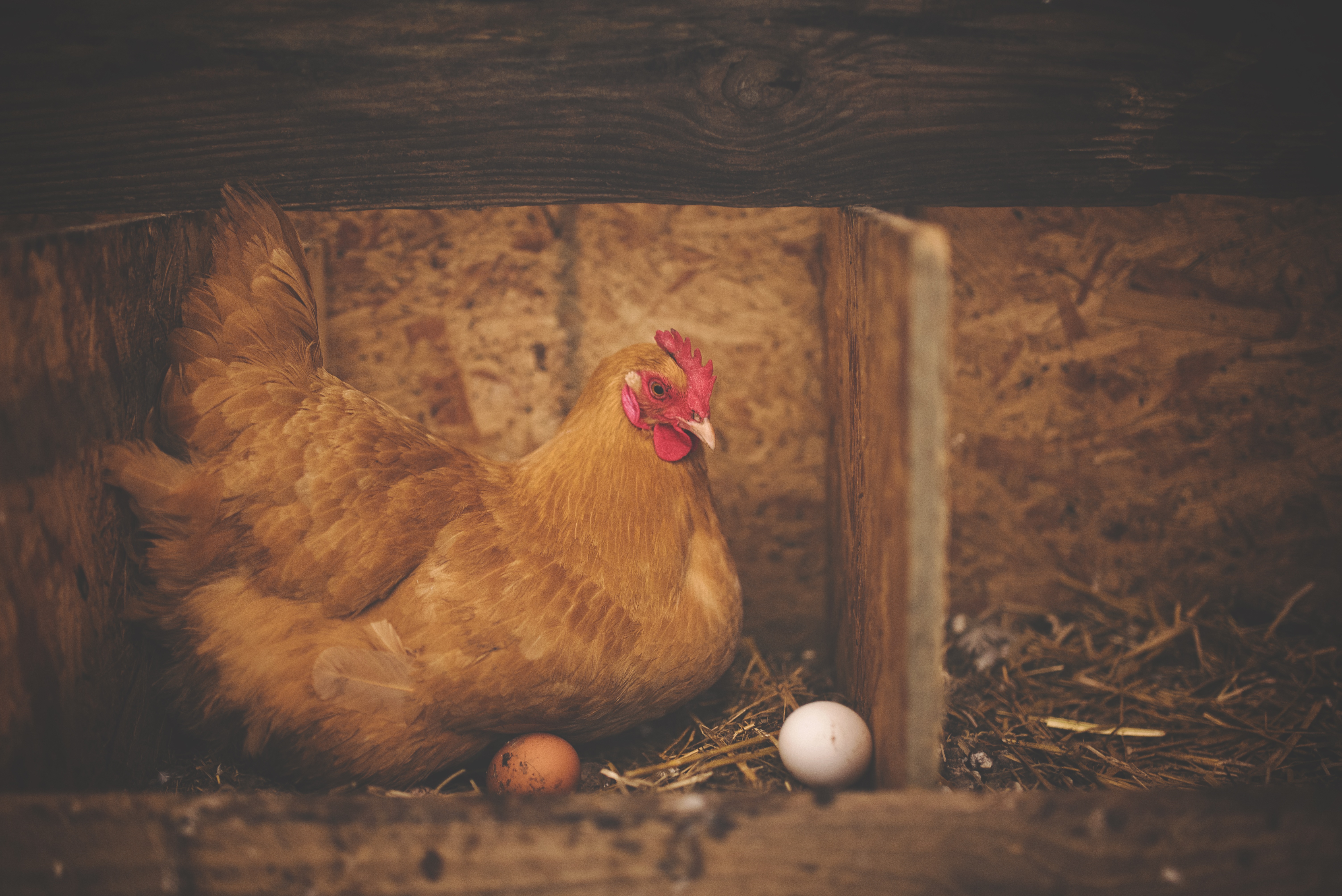 Hens' eggs are an important part of a healthy diet