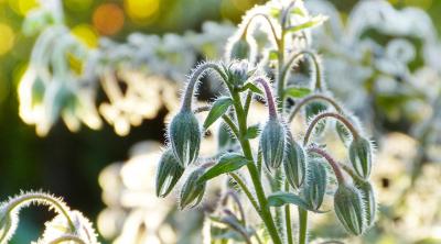 Borage flower