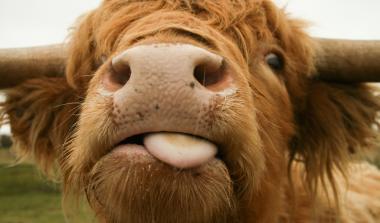 Veterinary Medicinal Products